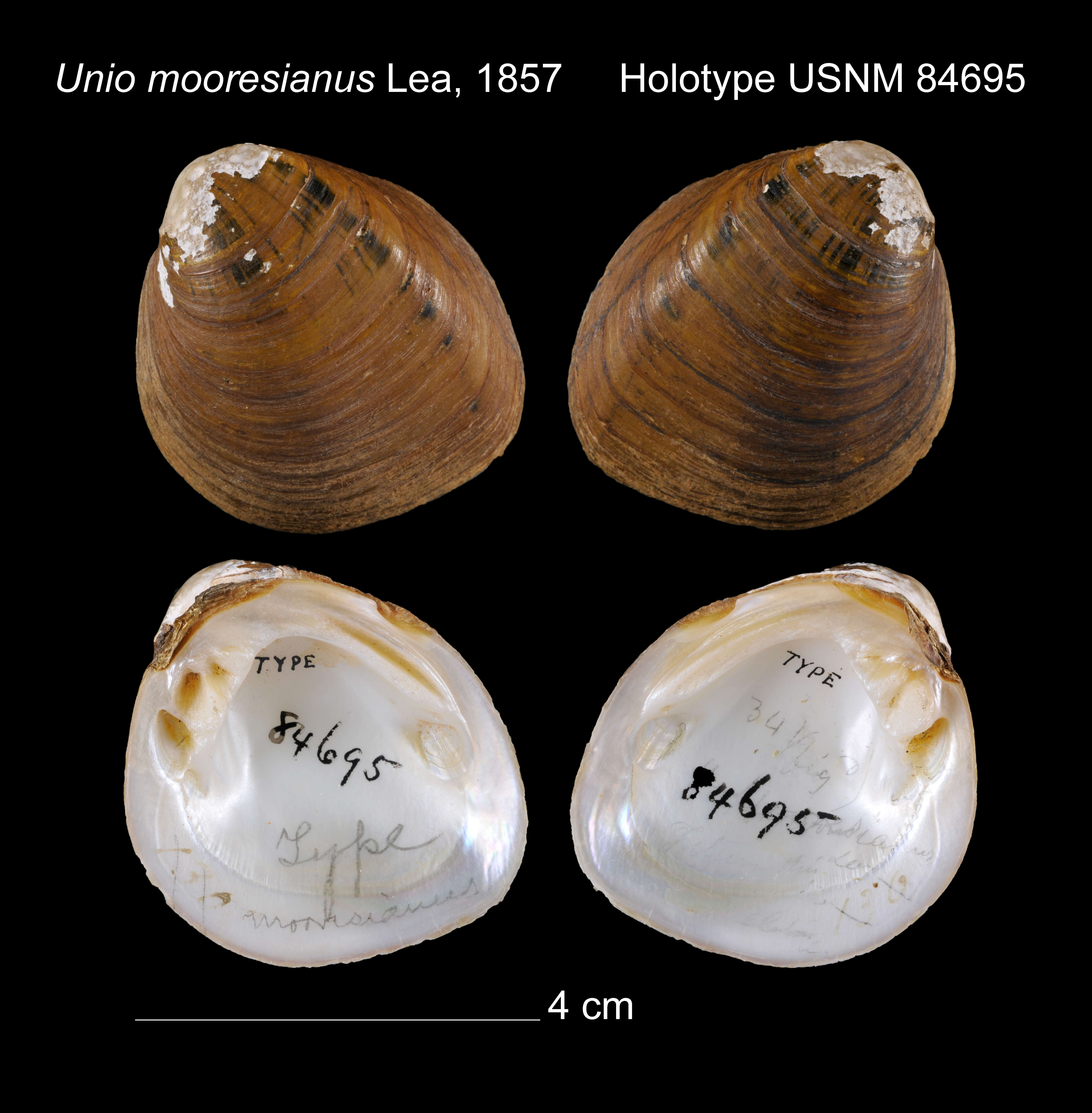 Imagem de Unio mooresianus I. Lea 1857