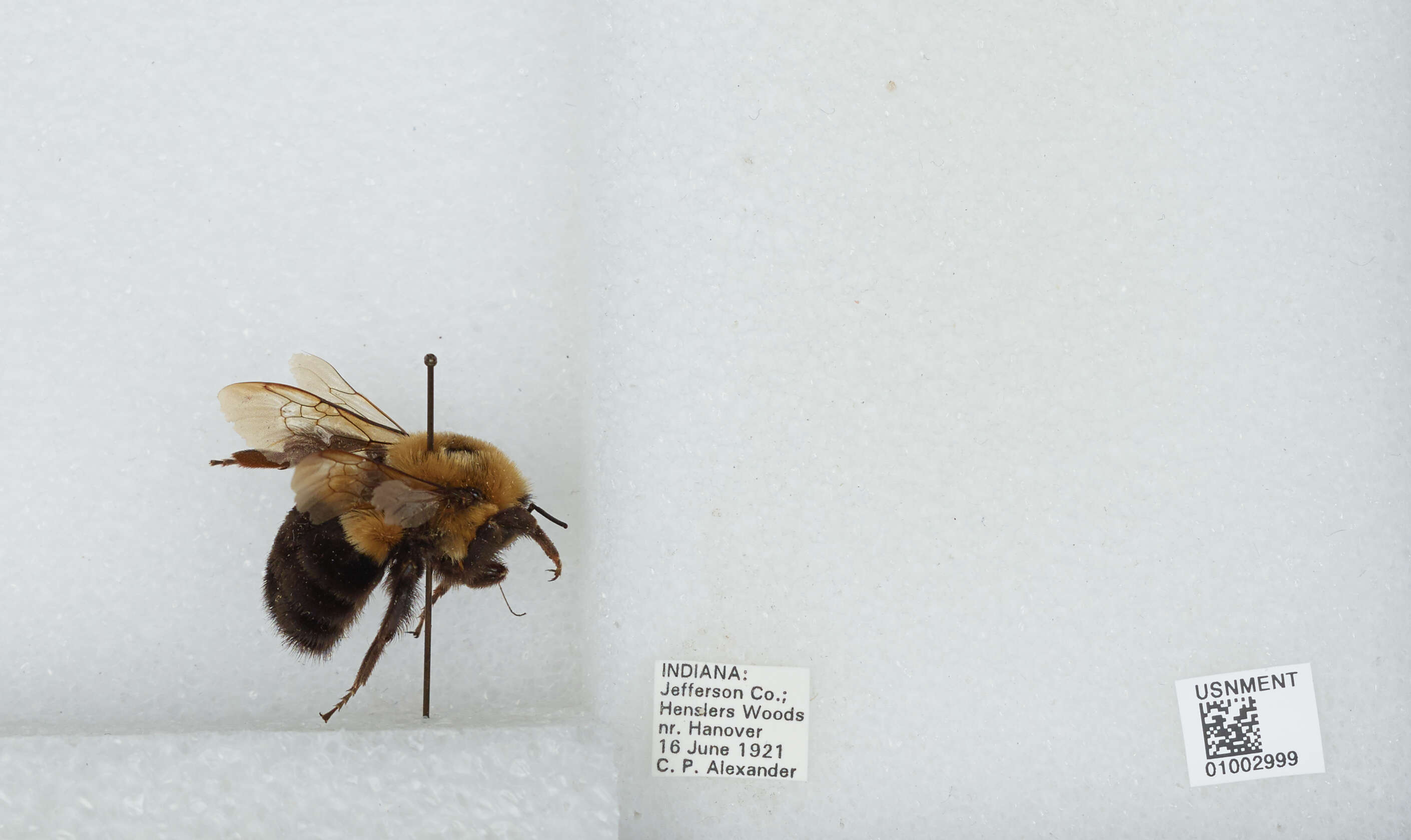 Image of Common Eastern Bumblebee