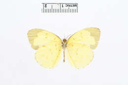 Image of Eurema lacteola (Distant 1886)