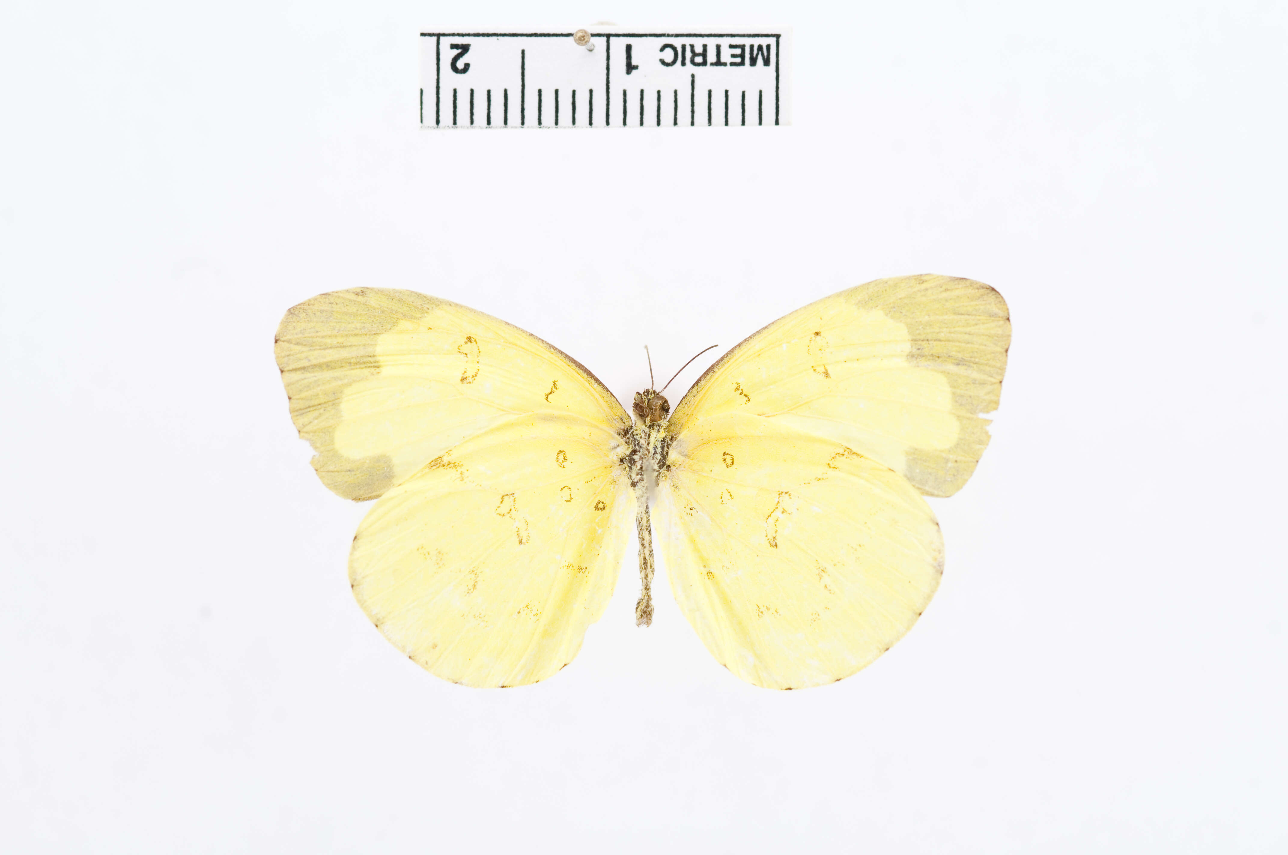 Image of Eurema lacteola (Distant 1886)