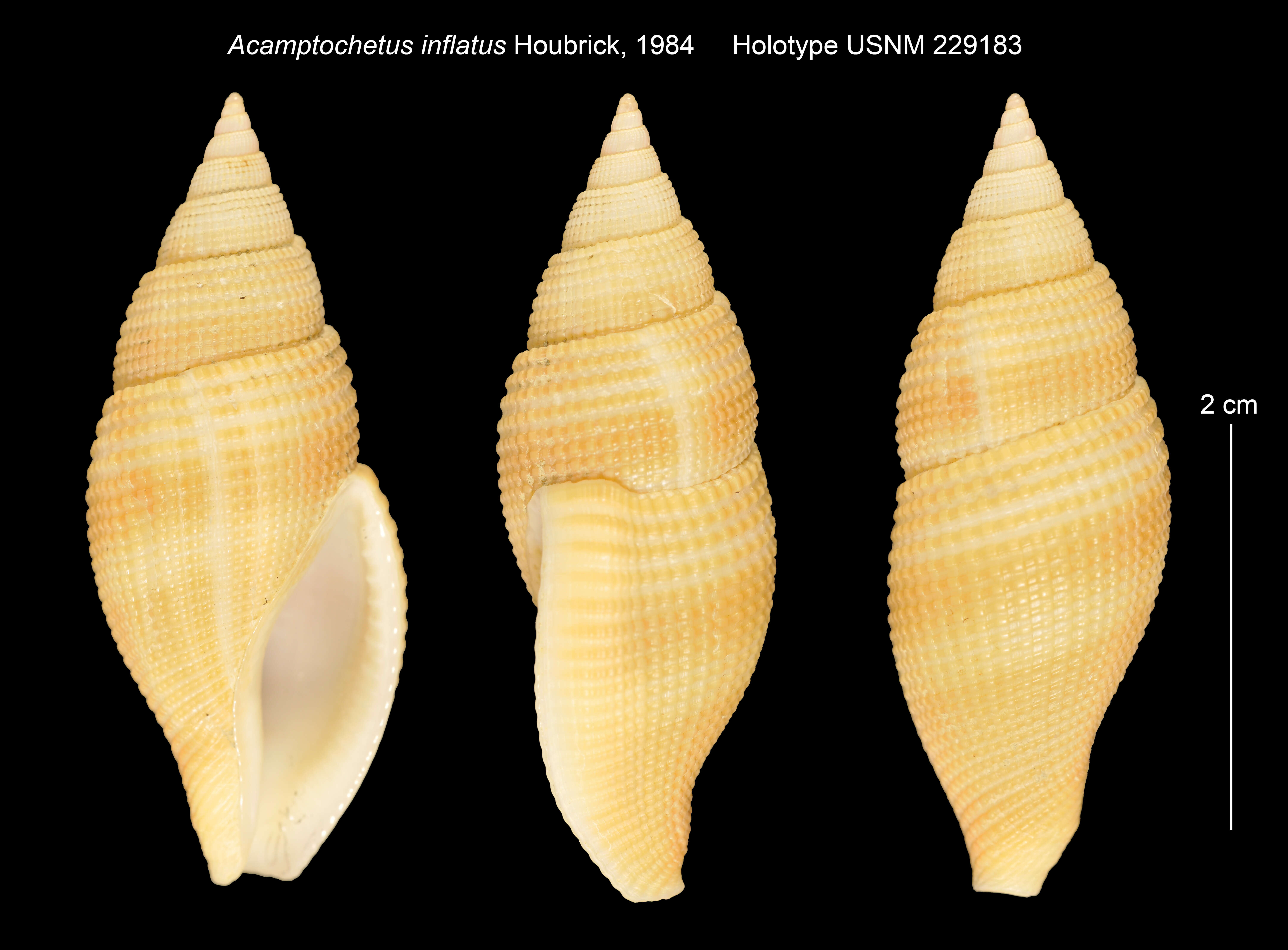 Sivun Metula inflata (Houbrick 1984) kuva