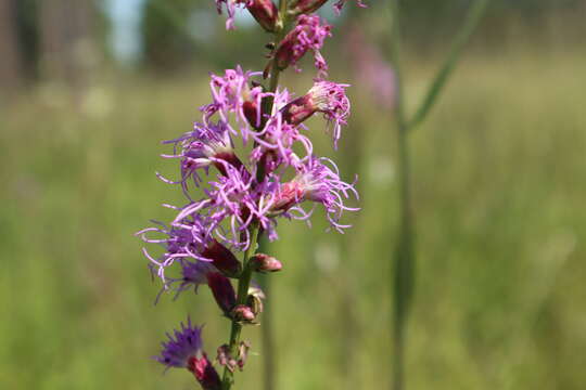 Image of Button Snakewort