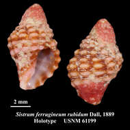 Image of Sistrum ferrugineum rubidum Dall