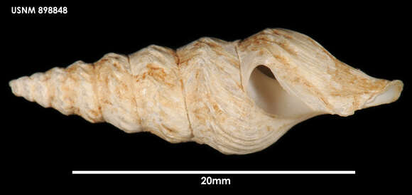 Imagem de Spirotropis studeriana (Martens 1878)