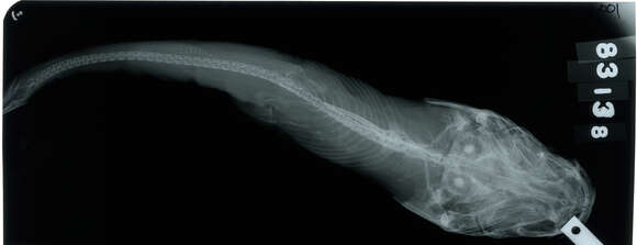 Image of Peruvian sea catfish