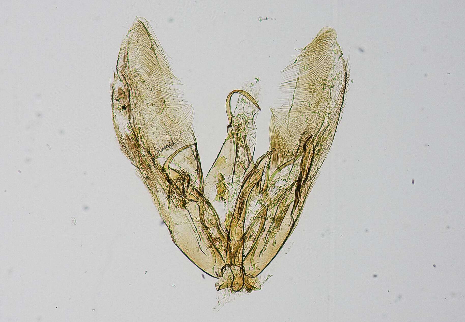 Image of Oidaematophorus medius Barnes & Lindsey 1921