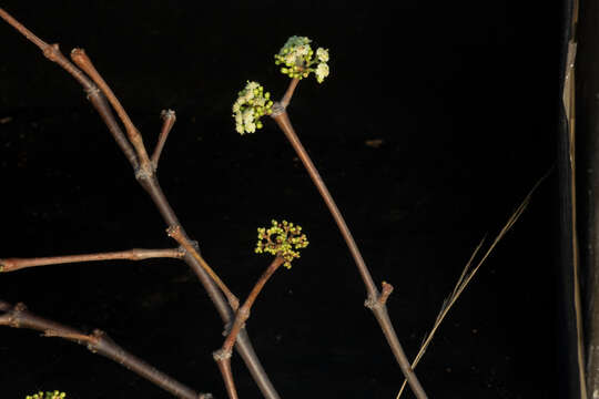 Image de Euphorbia schlechtendalii Boiss.