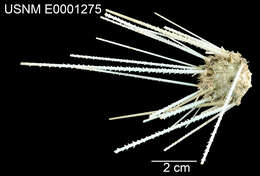 Image of Histocidaris acutispina Mortensen 1927