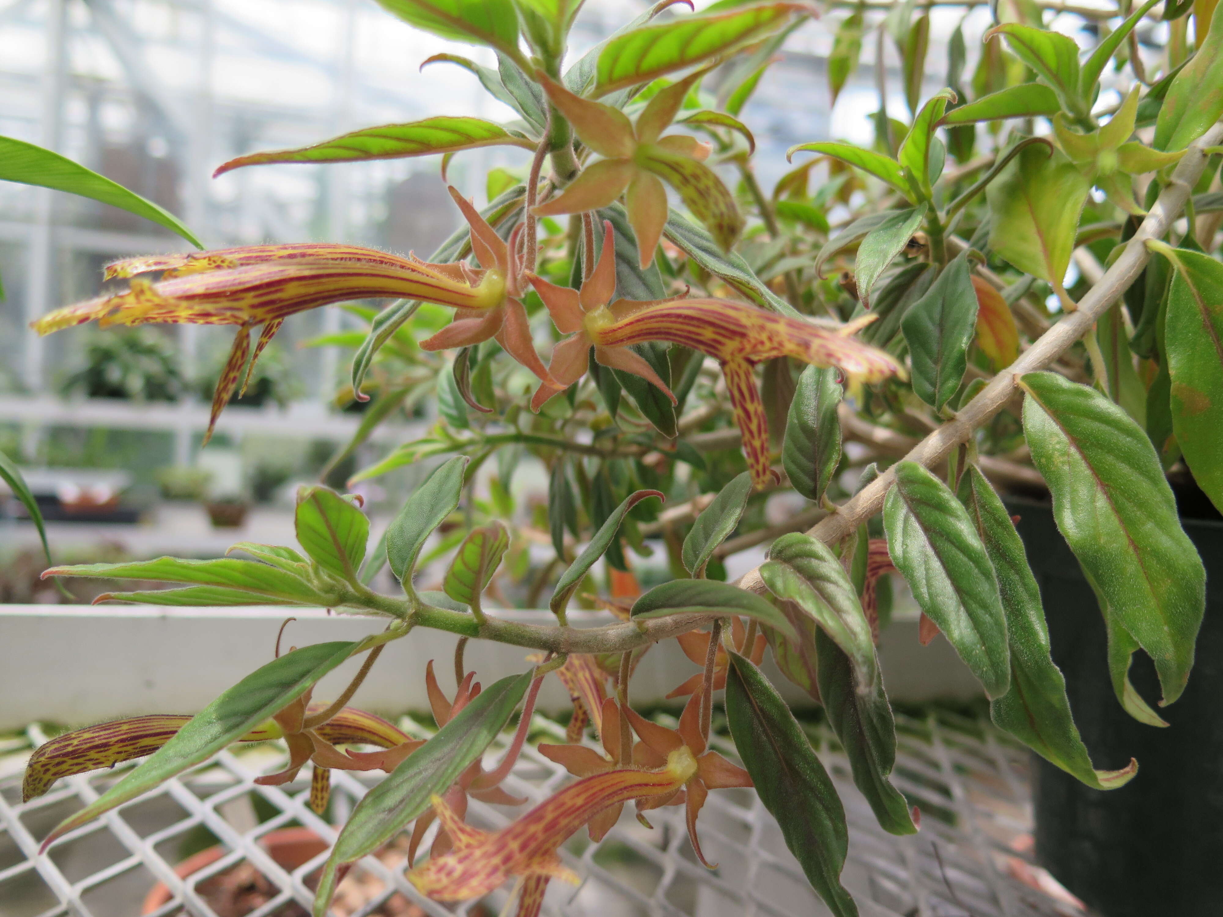 Image of Columnea schiedeana Schltdl.