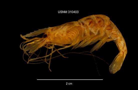 Palaemonetes paludosus (Gibbes 1850)的圖片