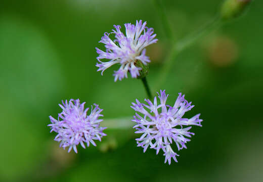 Image of ironweed