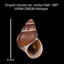 Image de Boreocingula martyni (Dall 1886)