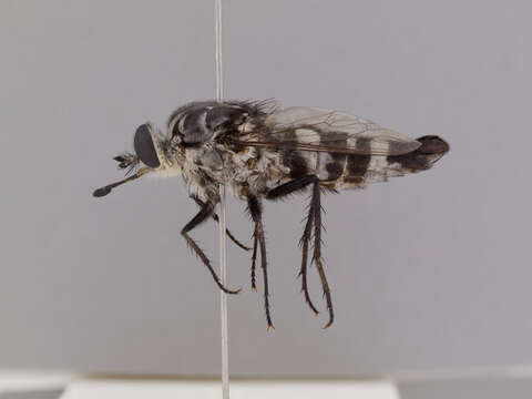 Image of Apiocera pica Norris 1936