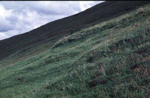 Image of Leiberg's Blue Grass