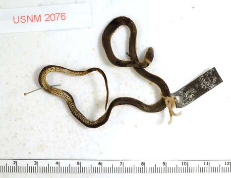 Image of Ring-necked Snake