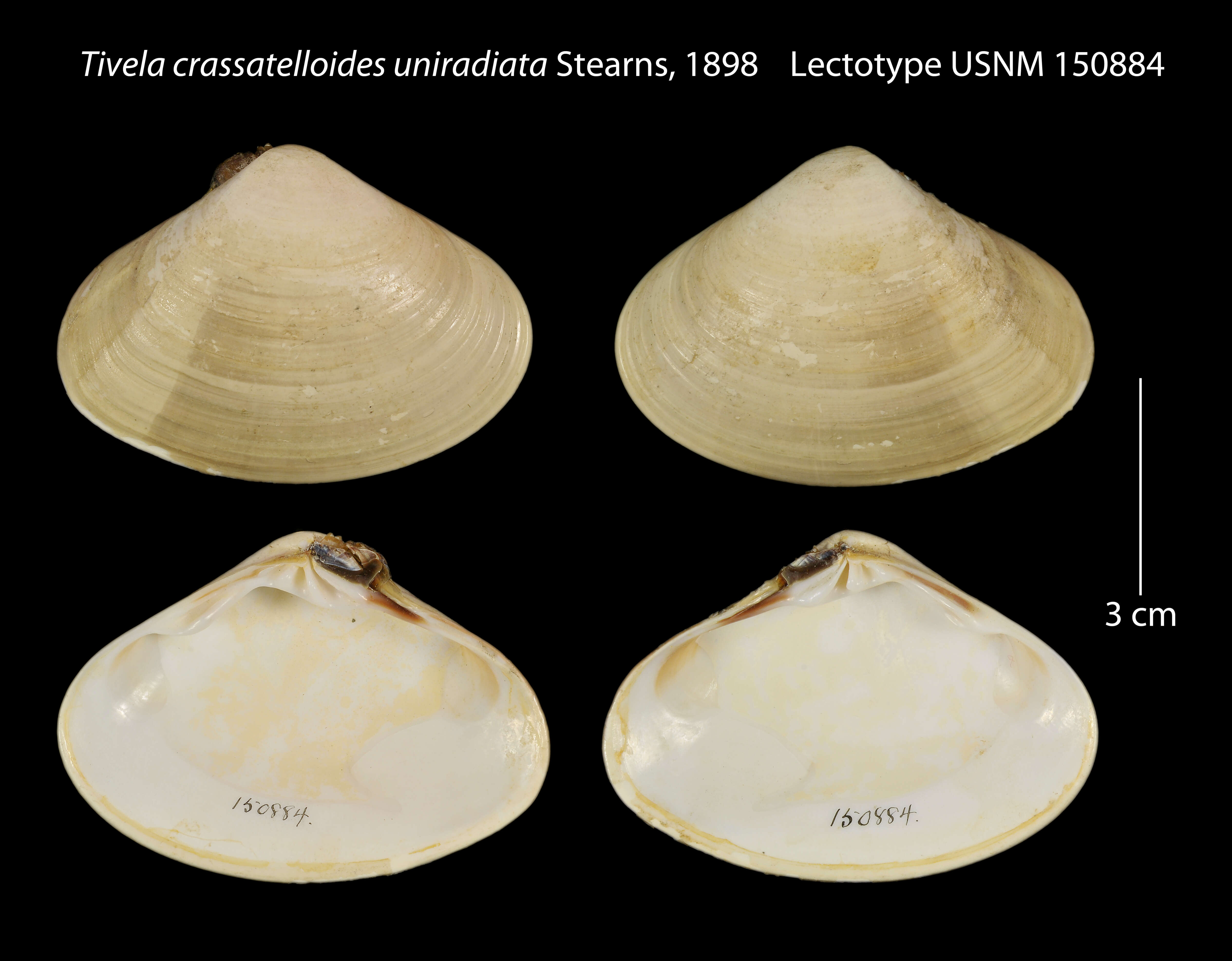 Слика од <i>Tivela crassatelloides</i>