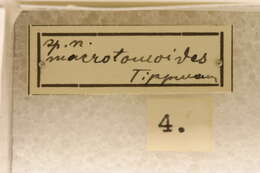 Strongylaspis macrotomoides Tippmann 1953 resmi