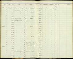 Geothlypis trichas typhicola Burleigh 1934 resmi