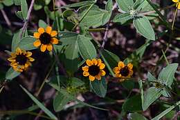 Image de Sanvitalia procumbens Lam.