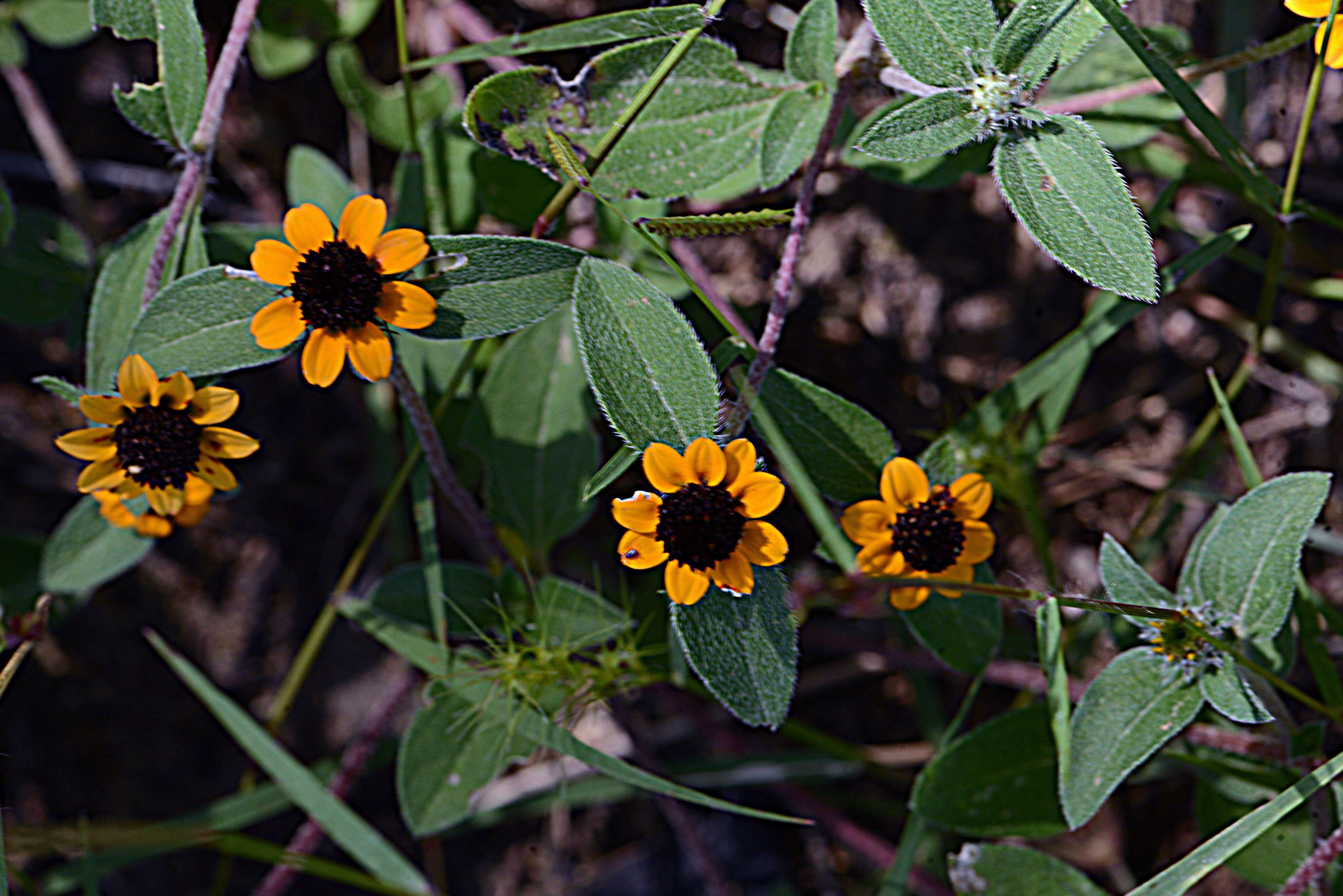 Imagem de Sanvitalia procumbens Lam.