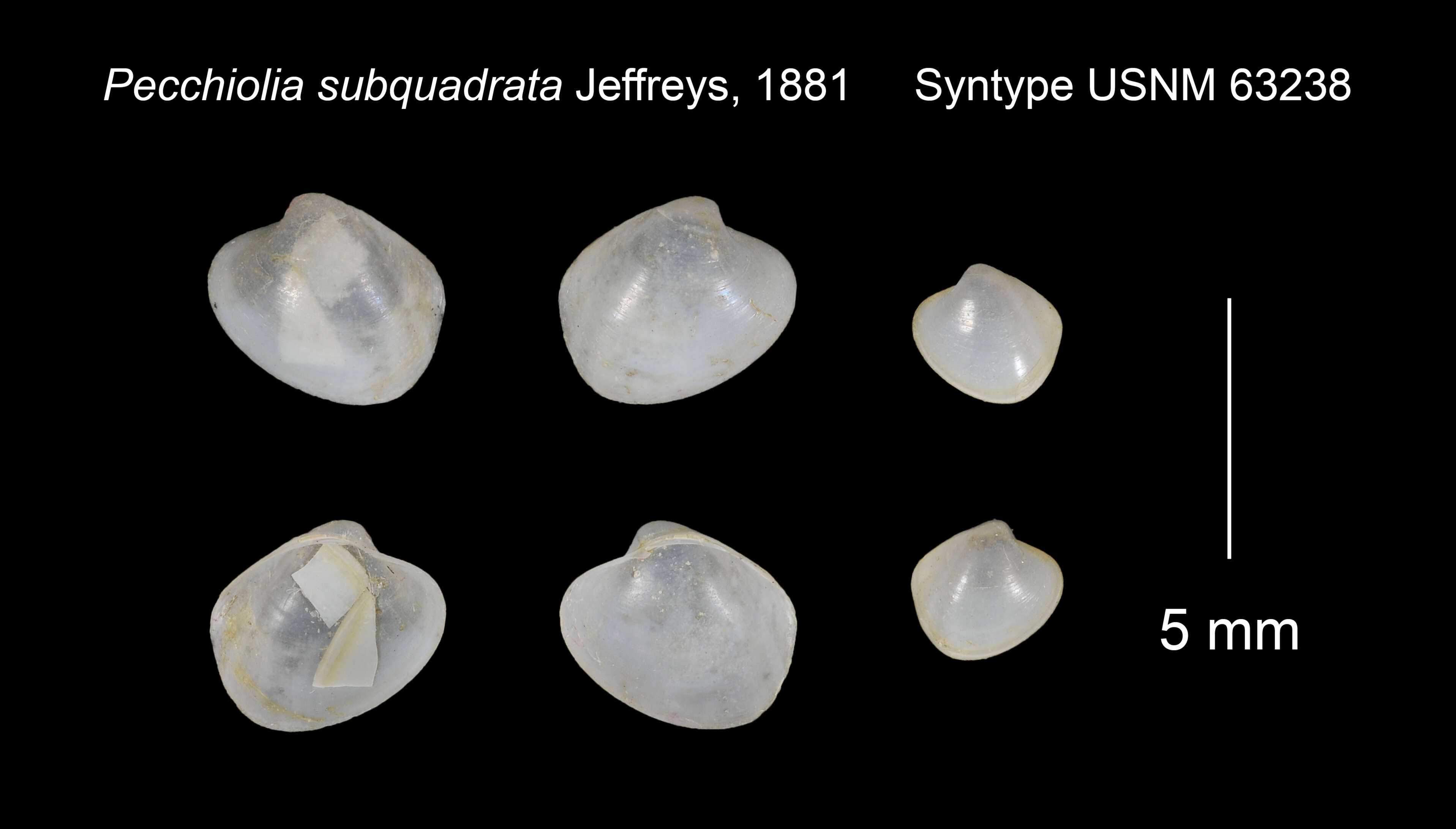 Image de Lyonsiella subquadrata (Jeffreys 1882)