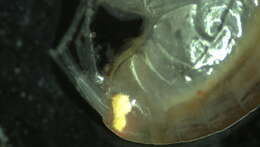 Image of Amphipoda