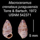 Image of Macroceramus crenatus juraguaensis C. Torre & Bartsch 2008