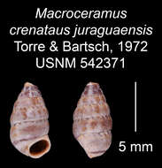 Imagem de Macroceramus crenatus juraguaensis C. Torre & Bartsch 2008