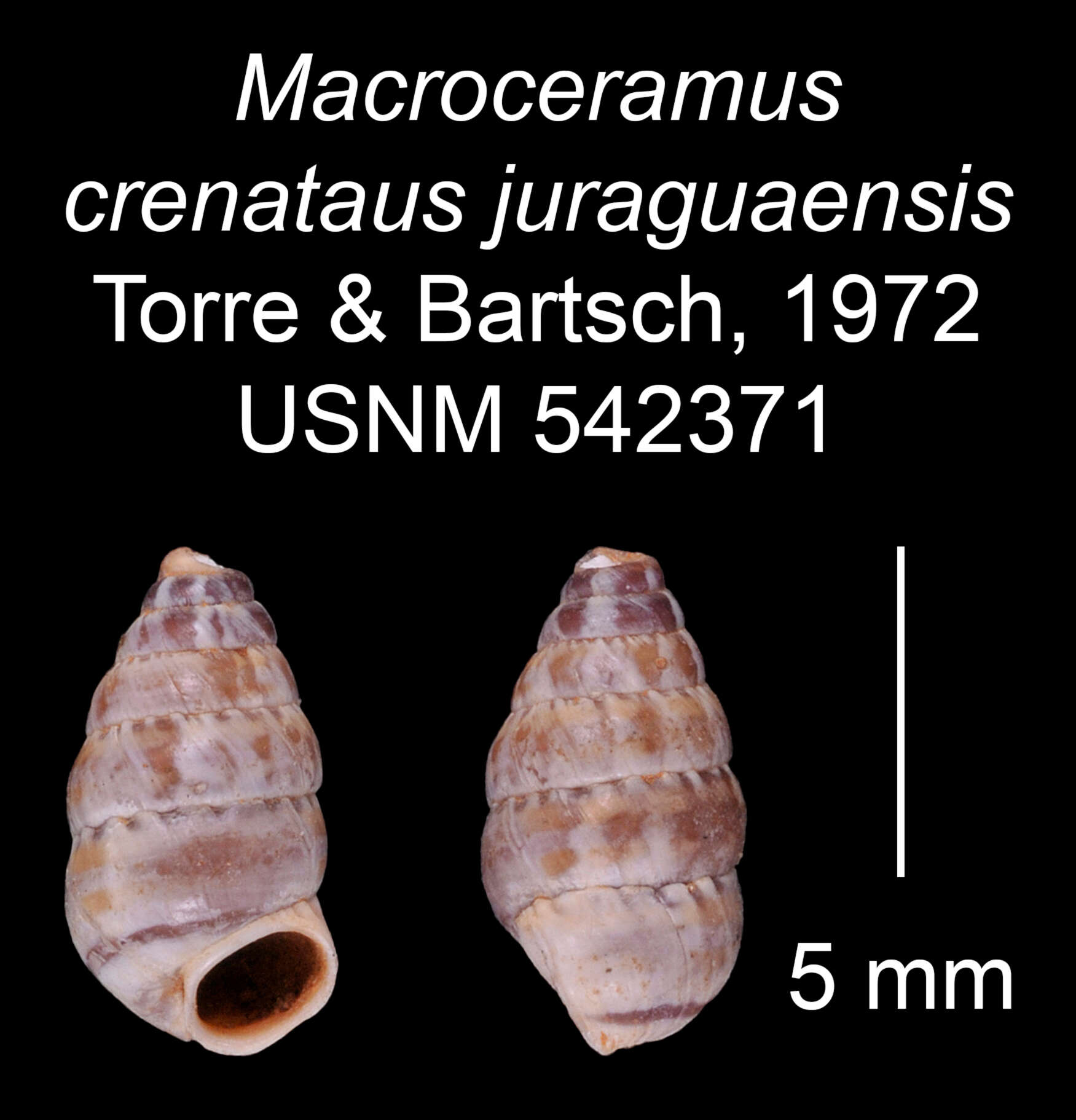 Image of Macroceramus crenatus juraguaensis C. Torre & Bartsch 2008