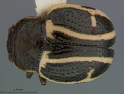 Image of Calligrapha (Bidensomela) androwi S. Clark & Cavey 1995