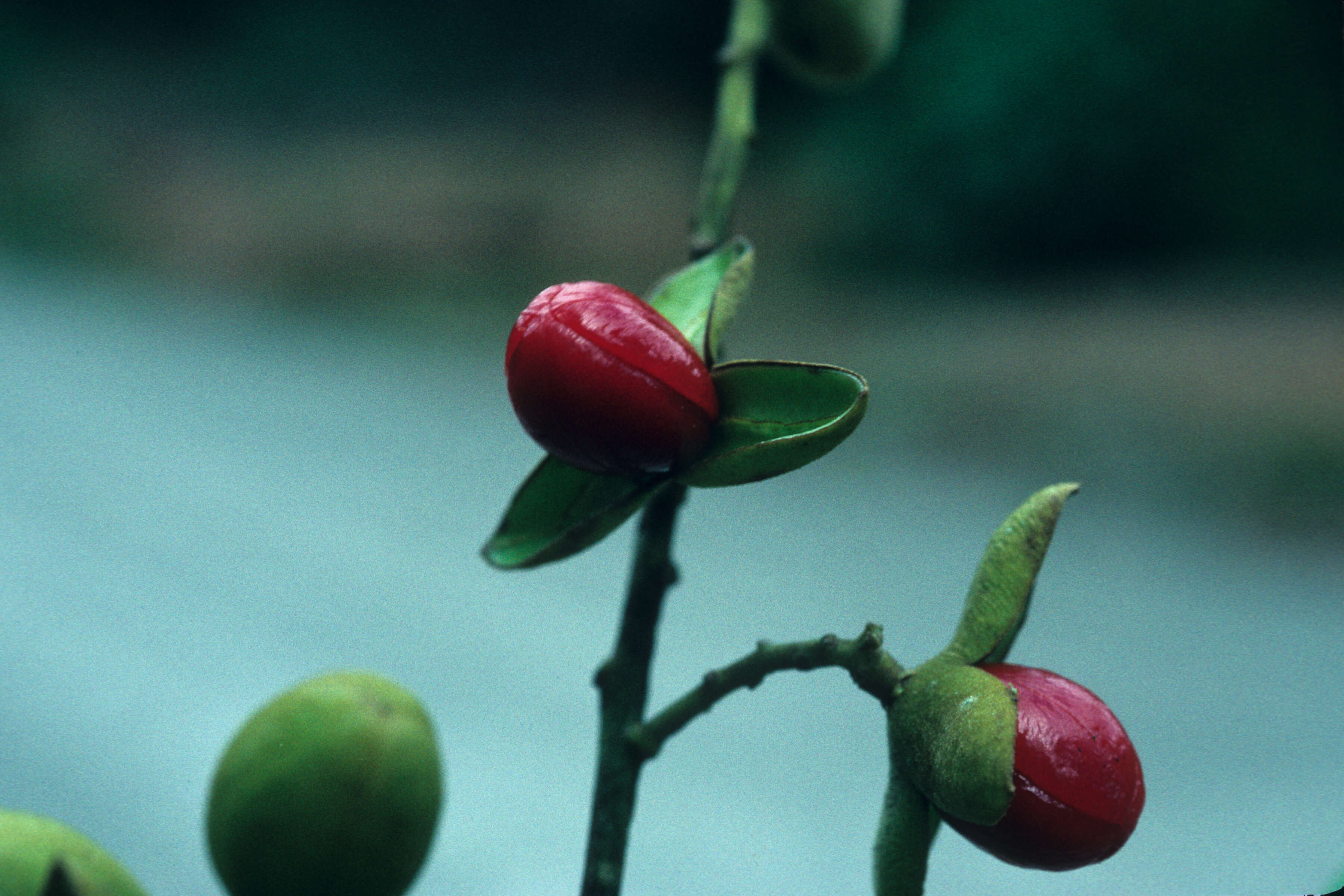 Image of Trichilia micrantha Benth.