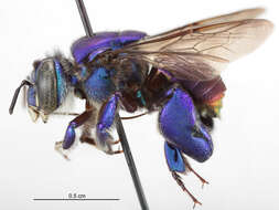 Image of Euglossa cognata Moure 1970