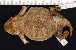 Image of Greater Short-horned Lizard