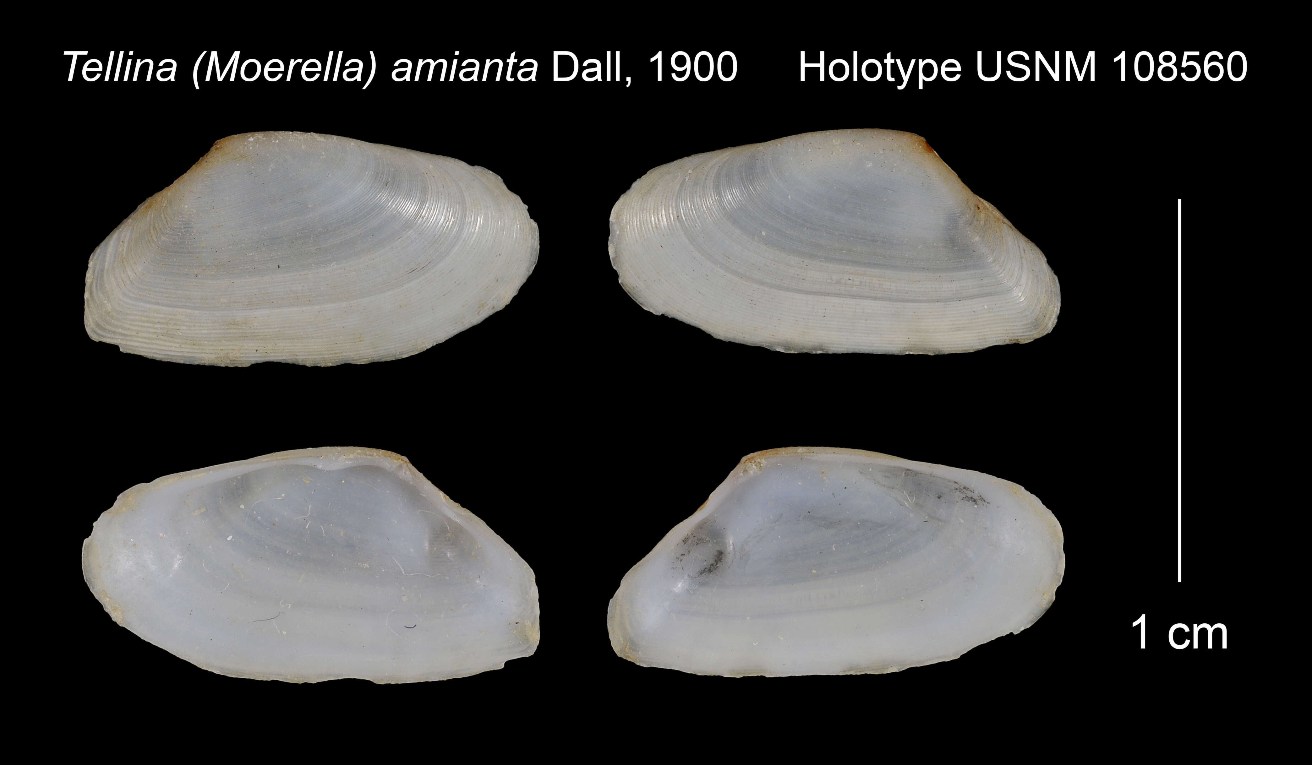 Image of Ameritella amianta (Dall 1900)