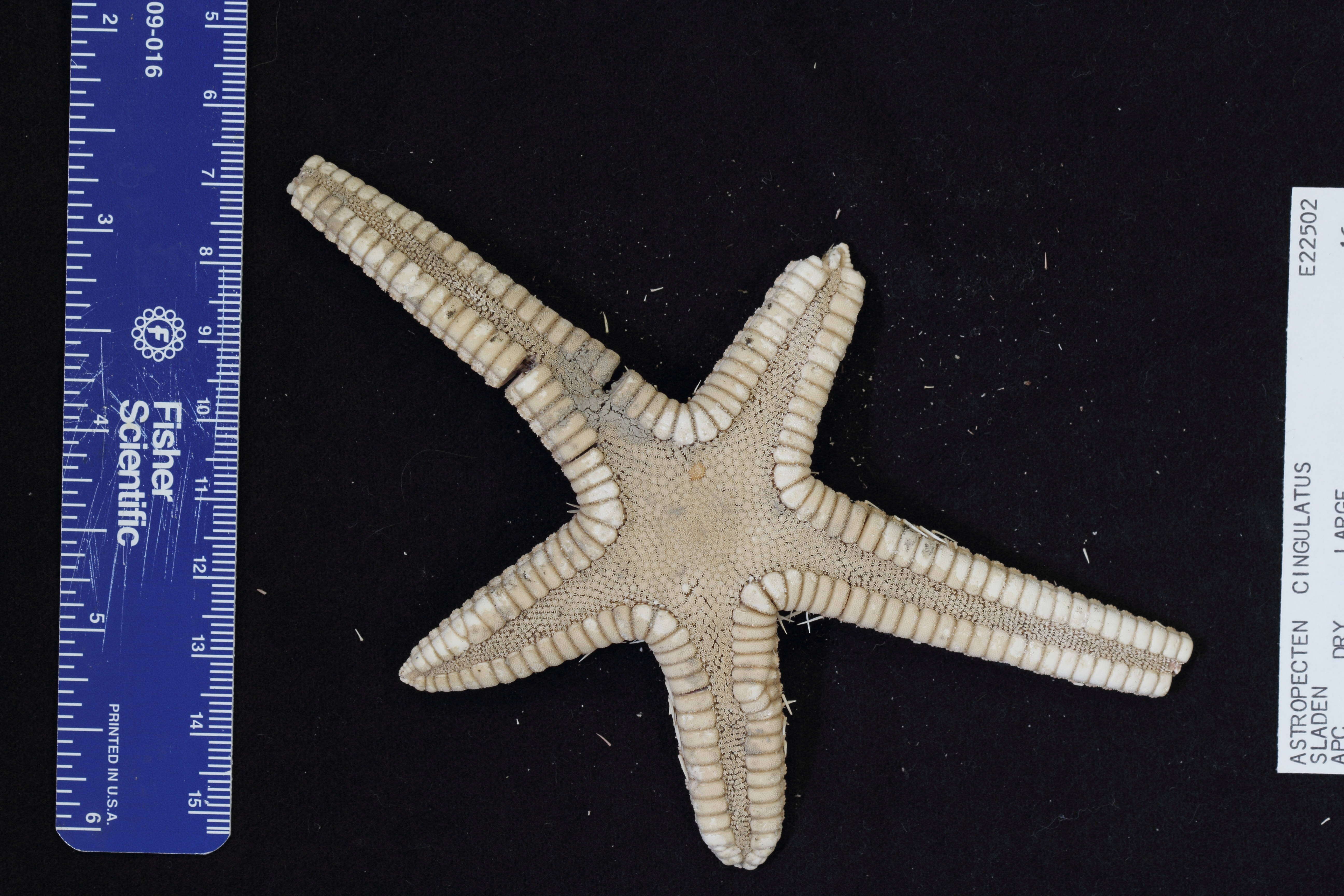 Image of Astropecten karankawai Lawrence et al. 2018