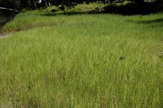 Image of Seashore paspalum