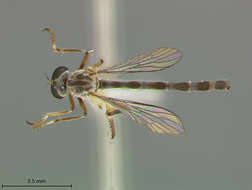 Image of Beameromyia graminicola Farr 1963