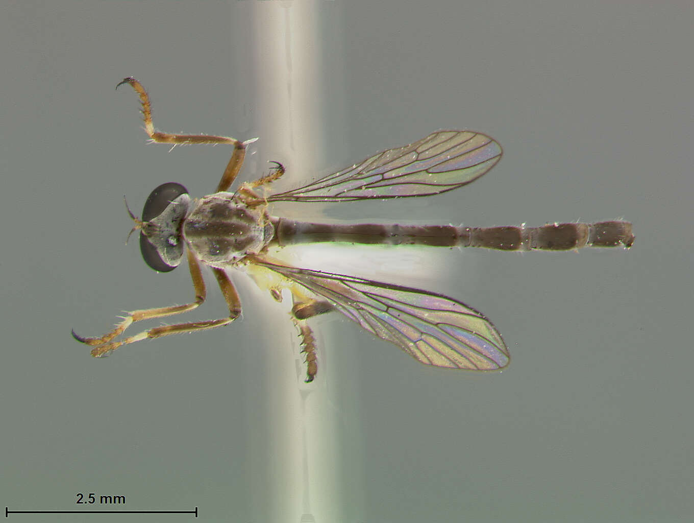 Image of Beameromyia graminicola Farr 1963