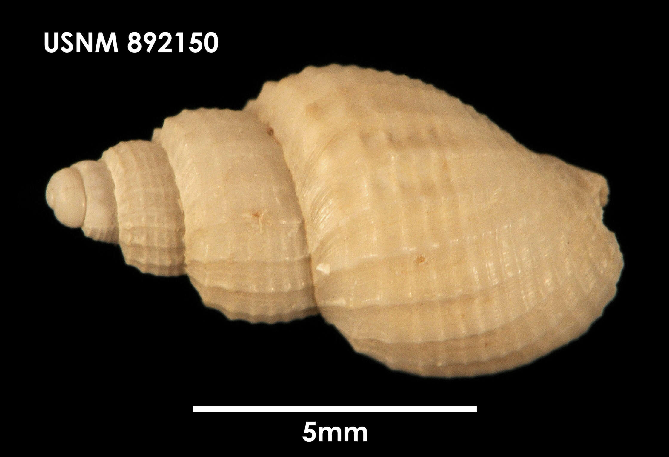 Image de Parabuccinum bisculptum (Dell 1990)