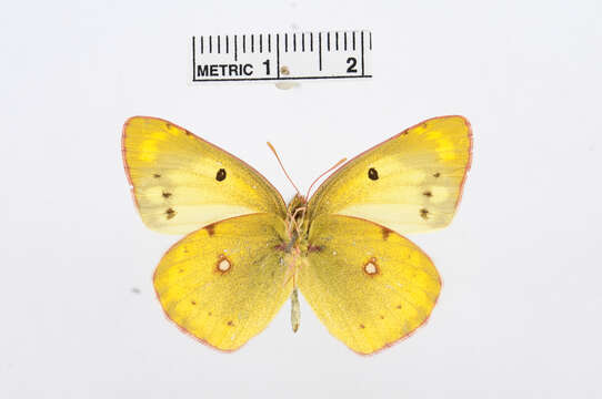 Image of Colias sagartia Lederer 1869