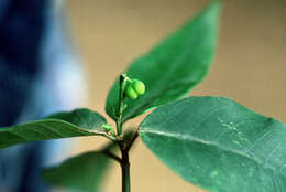 Image of West Indian spurge