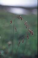 Image of Leiberg's Blue Grass