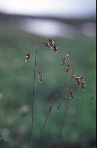 Image of Leiberg's Blue Grass