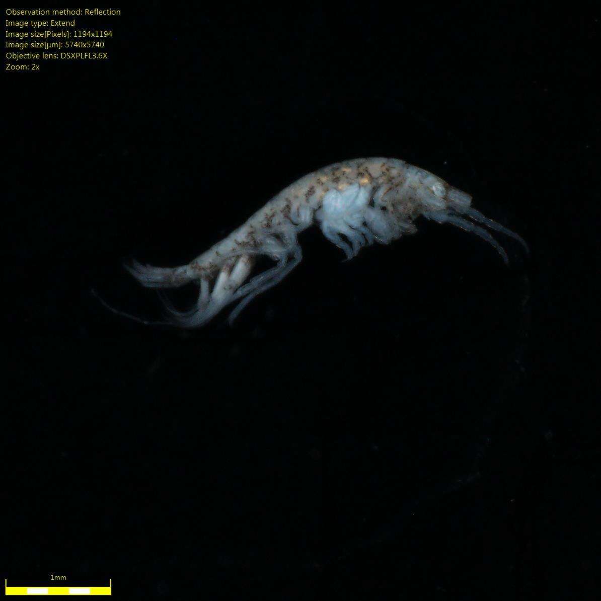 Image of Amphipoda