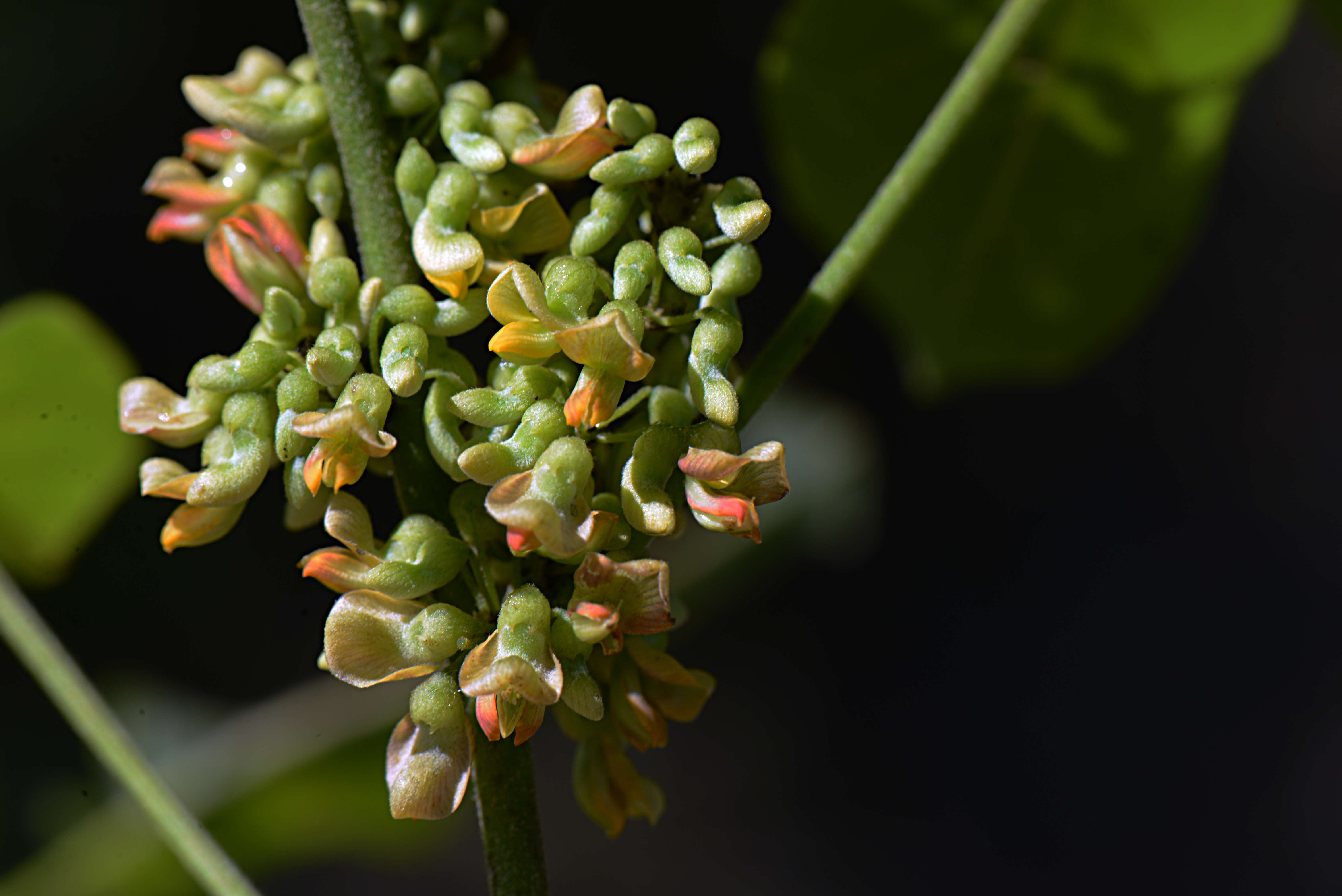 صورة Nissolia fruticosa var. fruticosa