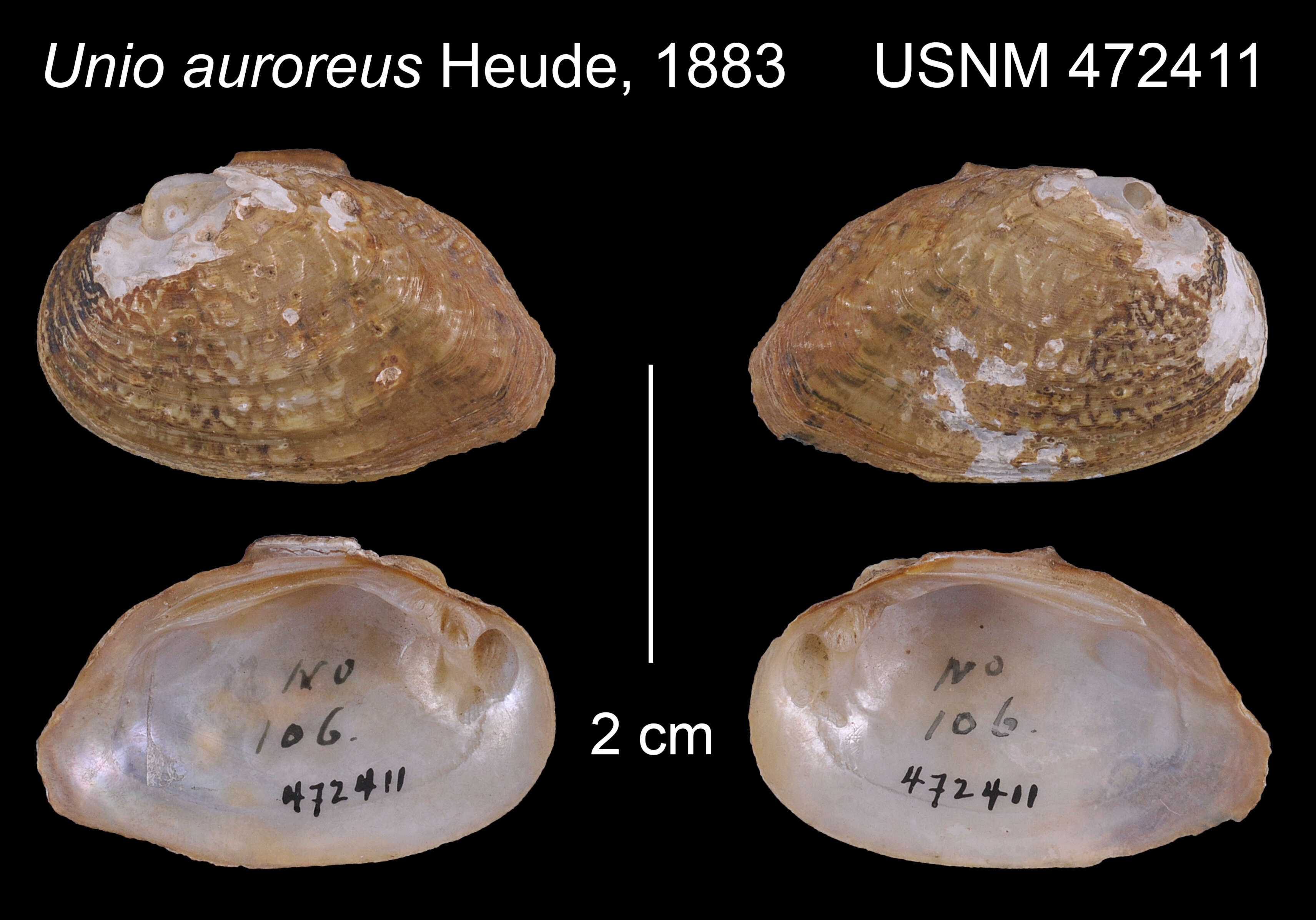 Image of Diaurora aurorea (Heude 1883)