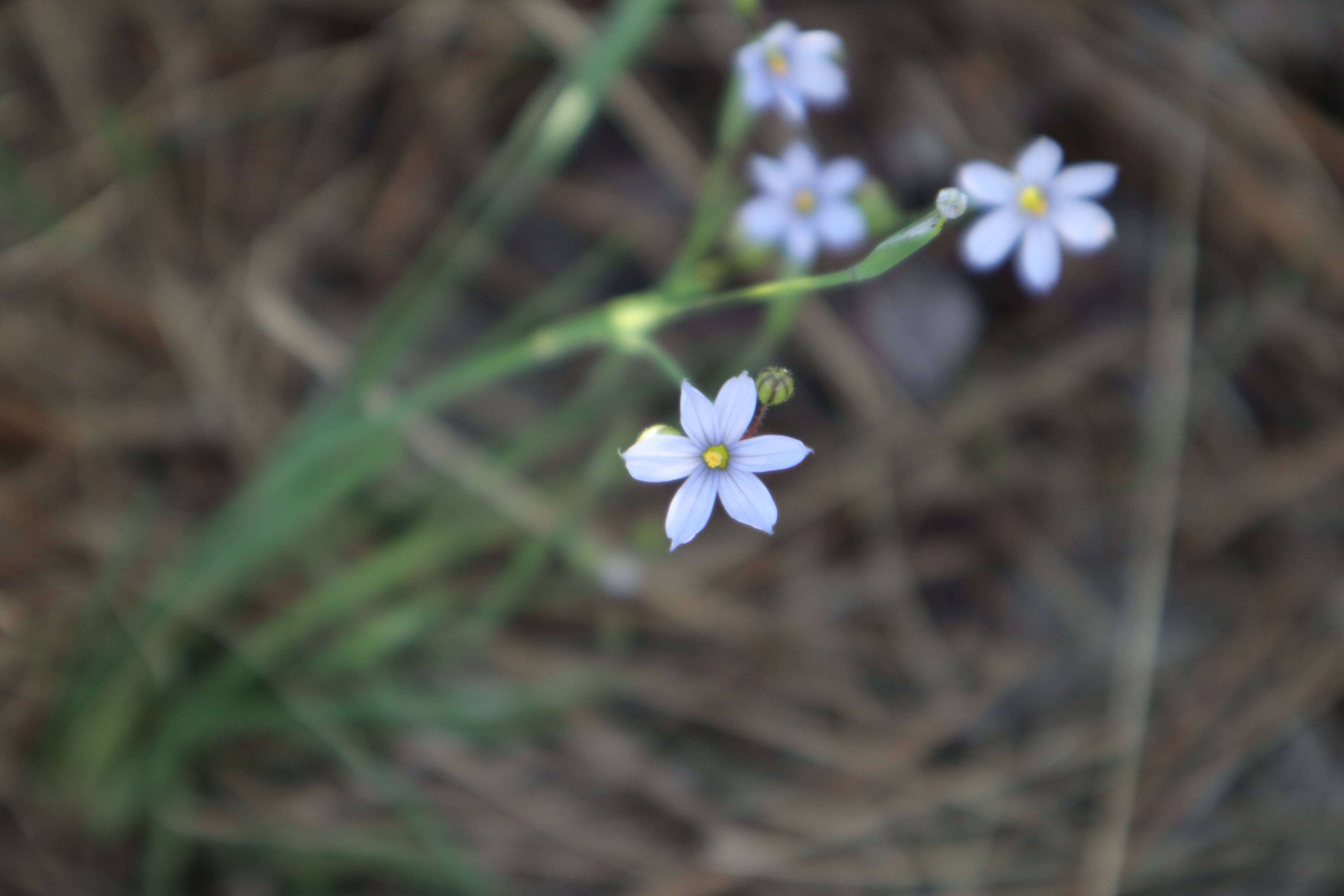 Image of Nash's Blue-Eyed-Grass