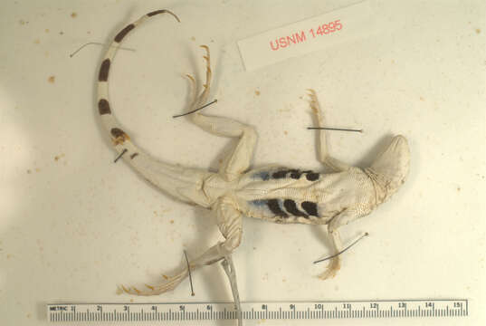 Image of <i>Callisaurus crinitus</i>