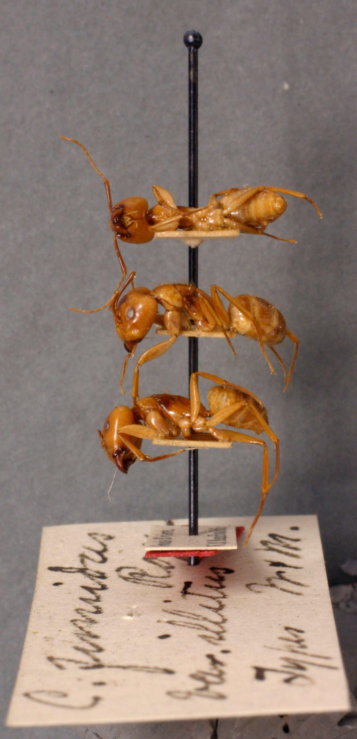 Image of Camponotus fumidus illitus Wheeler & Mann 1914