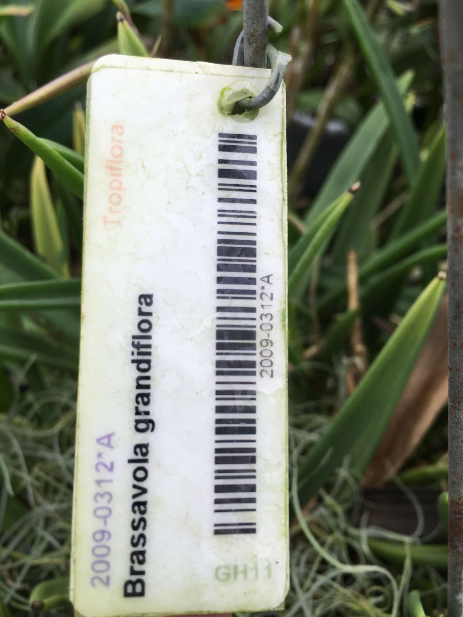 Image of Brassavola grandiflora Lindl.